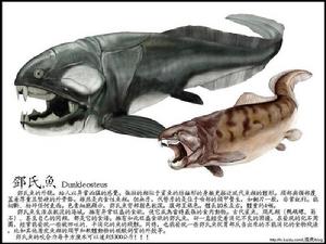  p>邓氏鱼(dunkleosteus terrelli),是一种活于泥盆纪时代(距今约3.