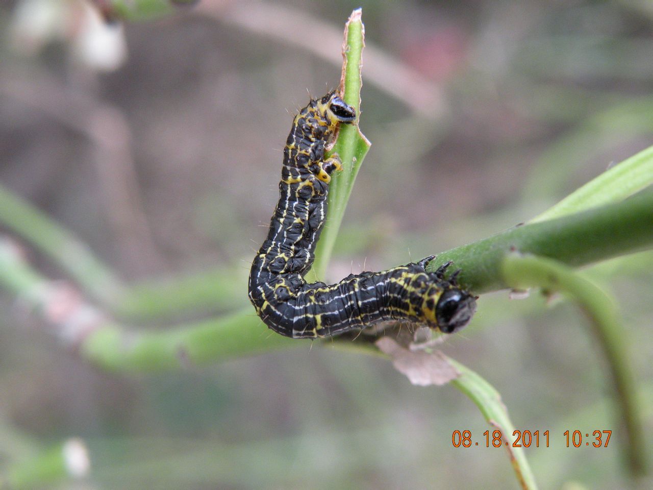  p>昆虫名,为鳞翅目,尺蛾科.分布于东北,华北,西北,华中和华东等地.