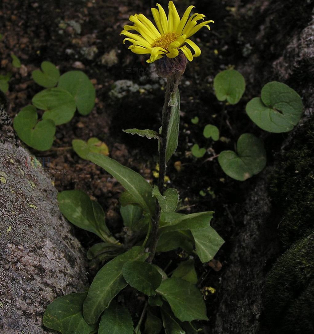  p>天山狗舌草( a target="_blank" href="/it