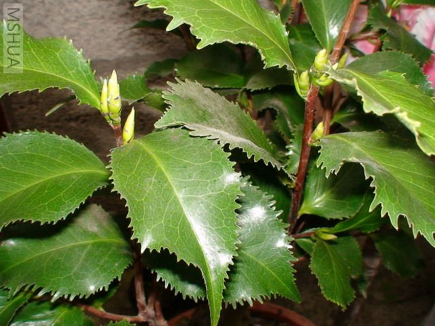 茶白根腐病