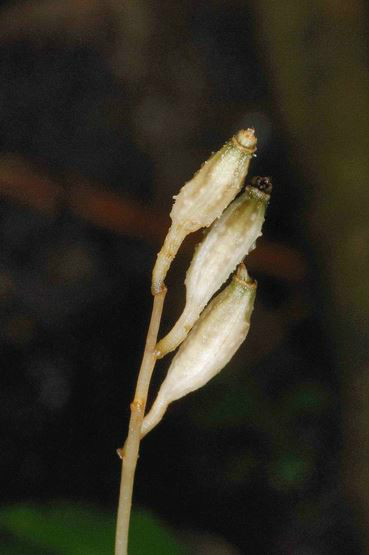  p>秋天麻(学名: i>gastrodia autumnalis /i>  t. p.