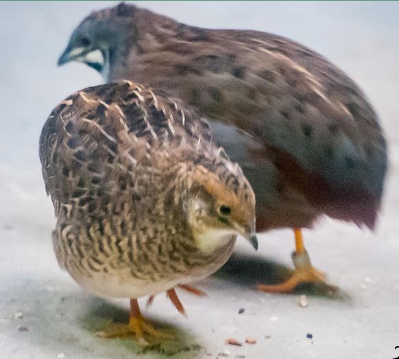 个体较鹌鹑小.尾短.