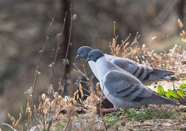  p>雪鸽(学名: i>columba leuconota /i>):是鸠鸽科鸽属的鸟类.