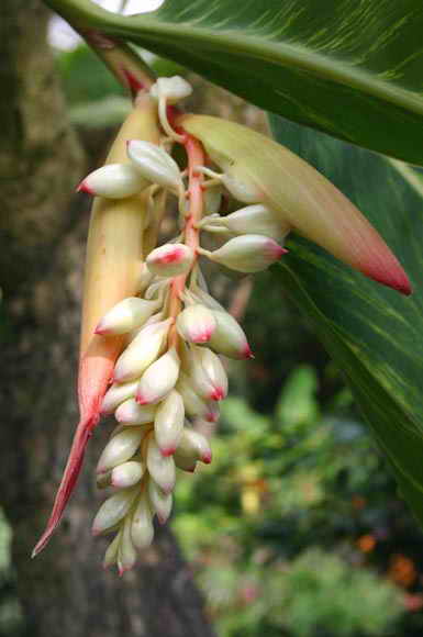  p>草果(学名: i>amomum tsaoko /i> crevost et lemarie)是姜科,豆蔻