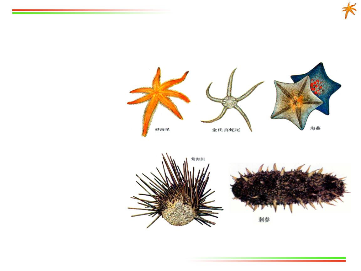  p data-id="gnww9svwr8">棘皮动物门(echinodermata)是一类后口动物