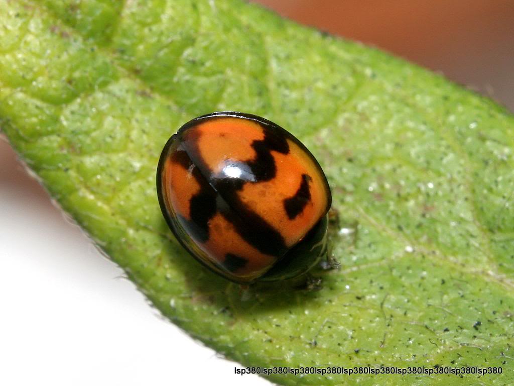  p>六斑显盾瓢虫,昆虫名,为鞘翅目,瓢虫科.分布在河北,陕西等地区.