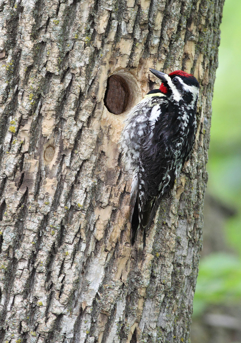 每窝产卵5～6枚.黄腹吸汁啄木鸟虽有一定数量,但面临威胁. /p>