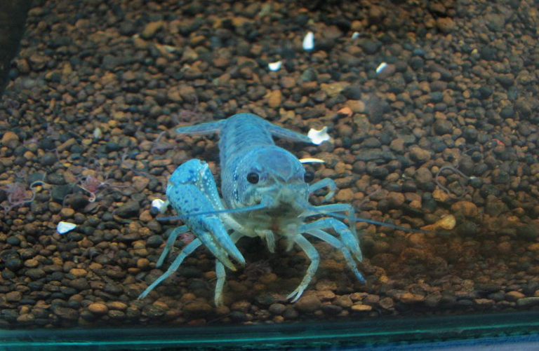 blue别名:electric blue lobster (电蓝色龙虾)佛罗里达蓝螯虾 简称