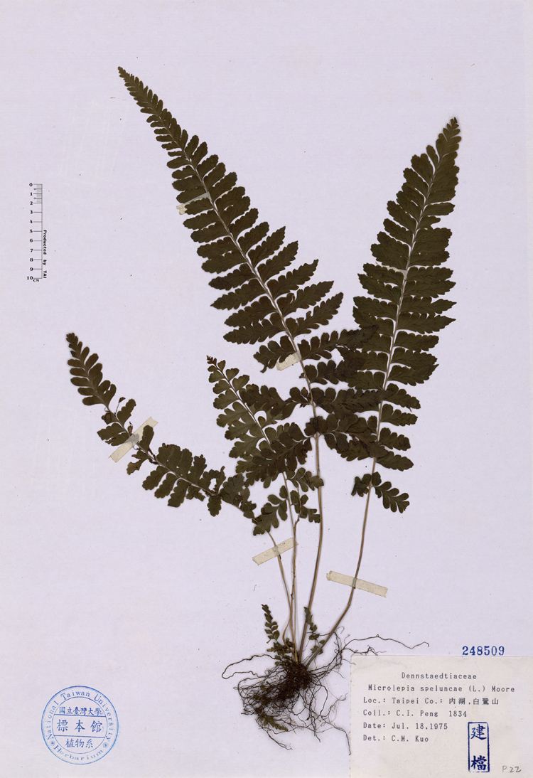  p>团羽鳞盖蕨(学名:microlepia obtusiloba hayata),别称: a target=