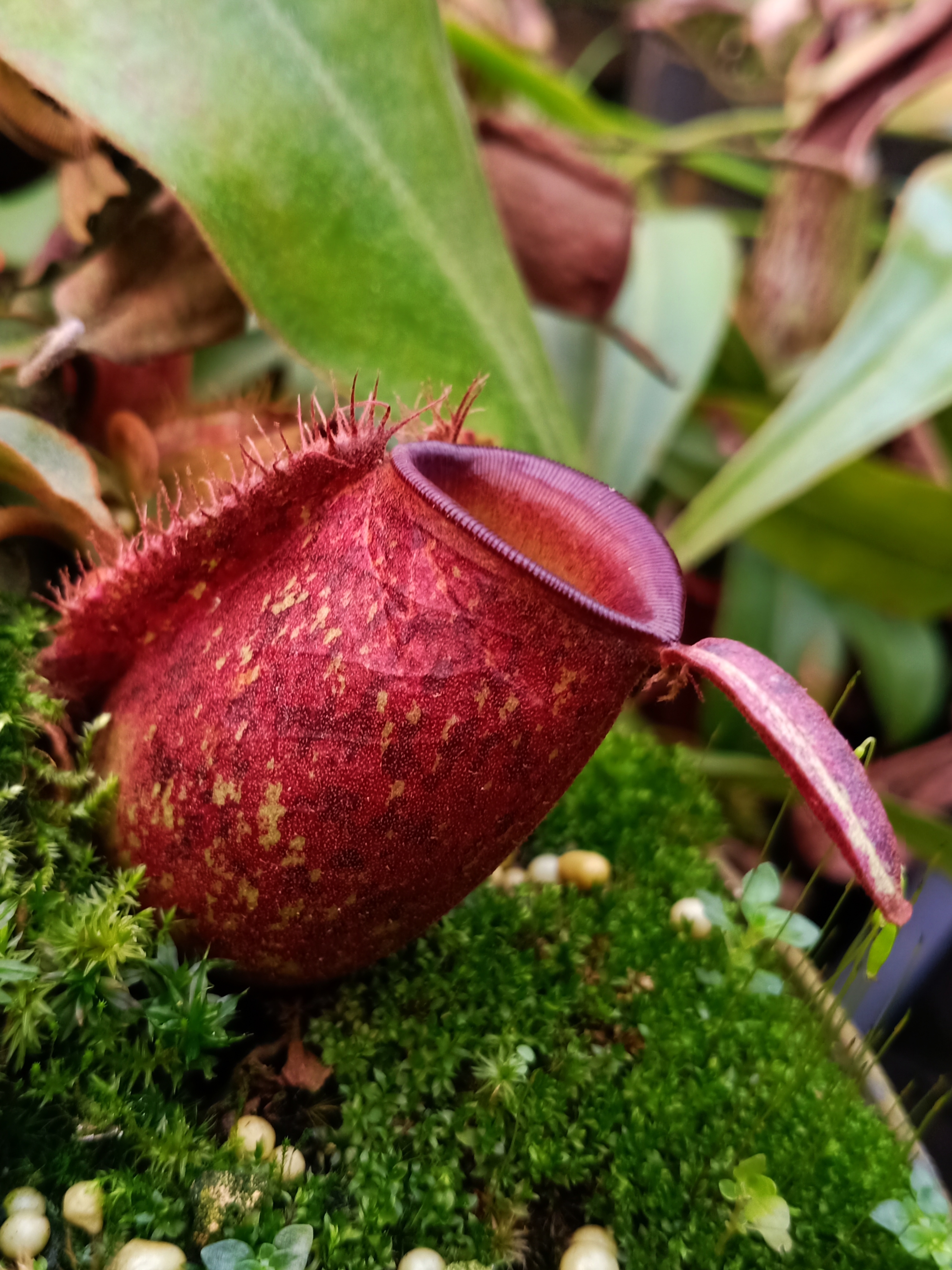  p>苹果猪笼草(n.