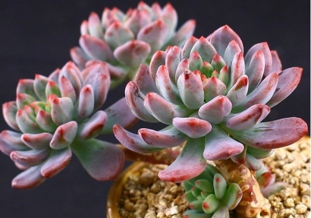  p>蓝精灵(x  i>sedeveria  /i>blue elf)又名蓝苹果, a href="#"