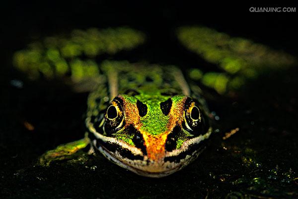 豹蛙原产智利,又名"达尔文的青蛙",现产于北美洲,常用于教学或作实验
