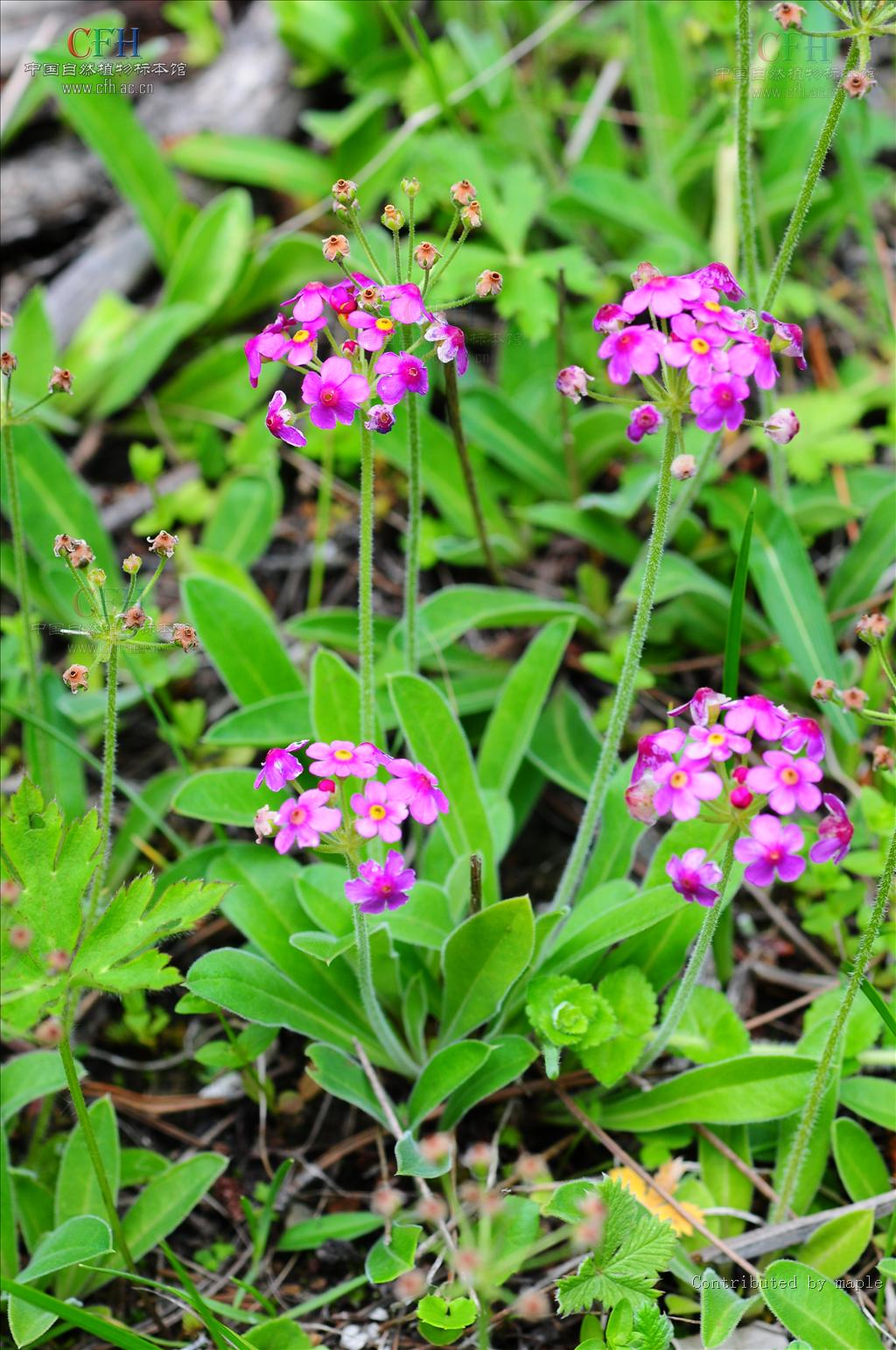 是报春花科,点地梅属一年生或二年生草本植物.