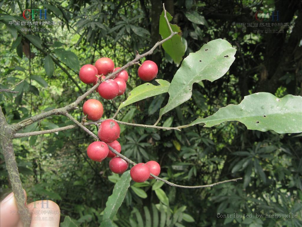  p>平叶酸藤子( i>embelia undulata  /i>(wall.