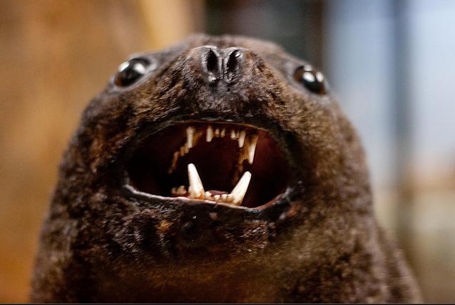  p>北海狗(拉丁学名: i>callorhinus ursinus /i>),大型海生哺乳动物.