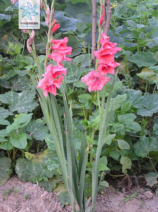 科 /a>, a href="#" data-lemmaid="3459800">唐菖蒲属 /a>多年生草本