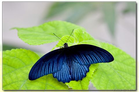  p>美凤蝶(papiliomemnon)又名多型凤蝶,是一种雌雄异型的蝴蝶.