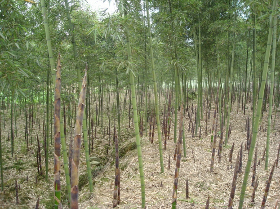  p>雷竹(学名: i>phyllostachys praecox /i> c. d. chu et c. s.