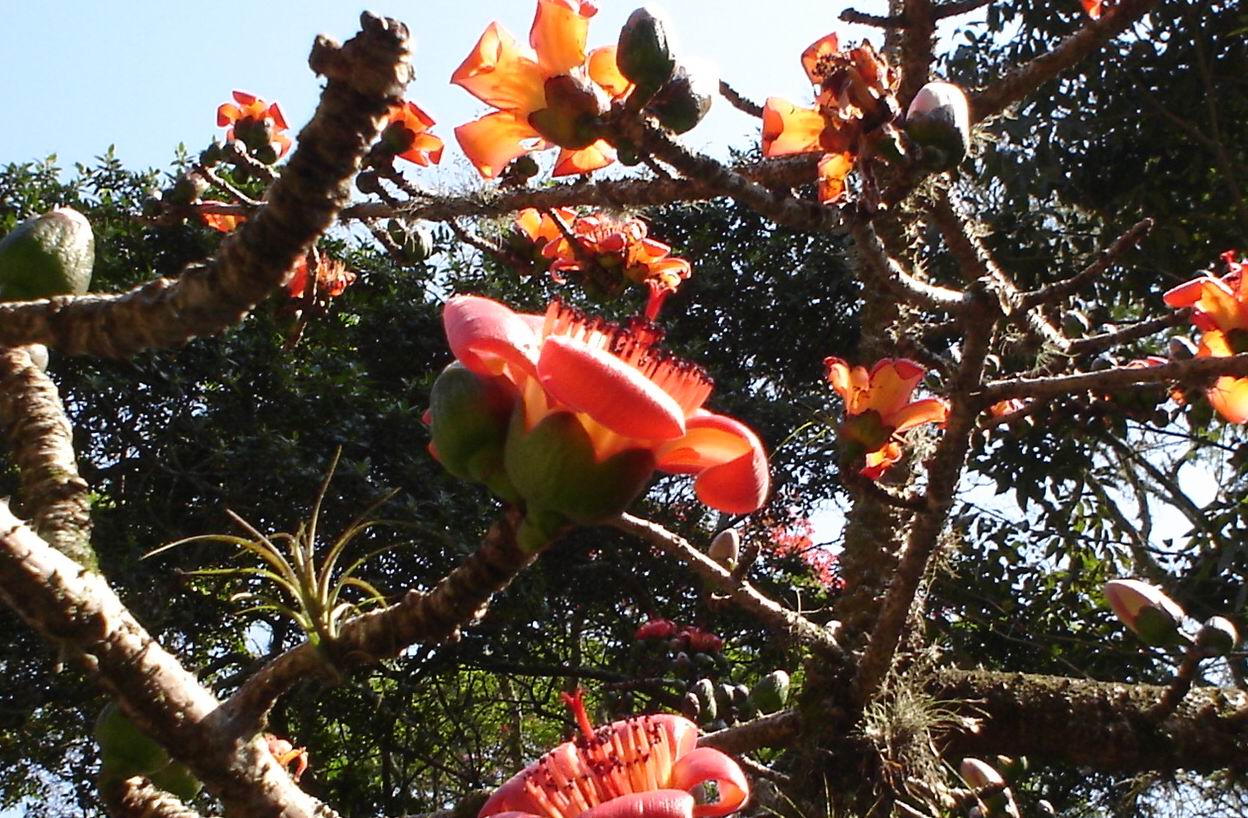  p>木棉属(学名: i>bombax /i> linn.