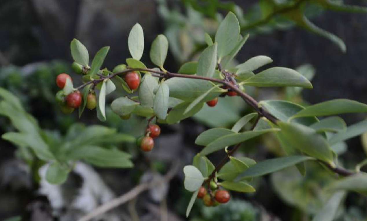  p>了哥王(学名: i>wikstroemia indica /i> (linn.) c. a.