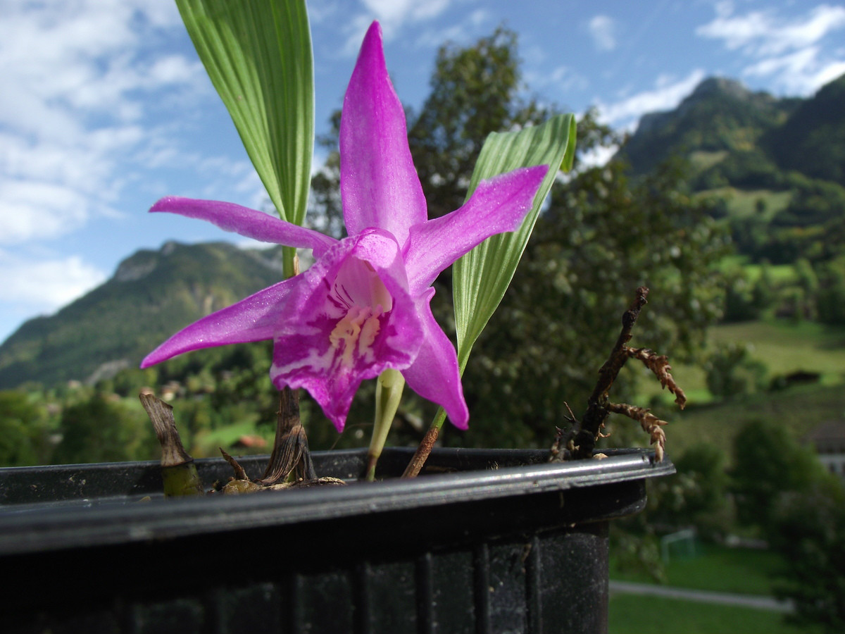  p>岩生独蒜兰(学名: i>pleione saxicola /i> t. tang et f. t.