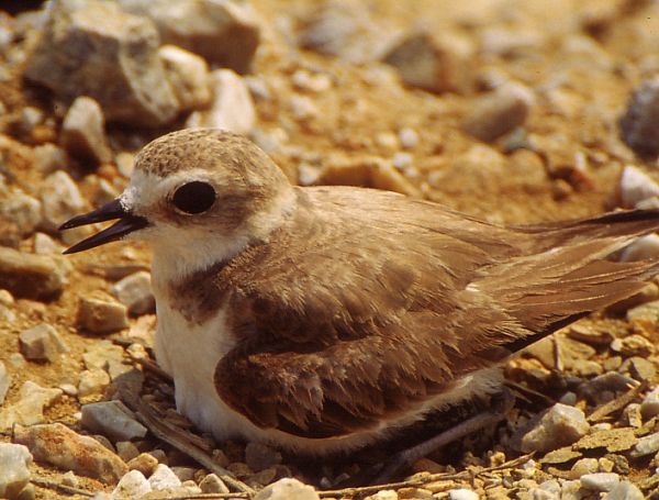 p>环颈鸻指名亚种(学名:charadrius alexandrinus alexandrinus)全长