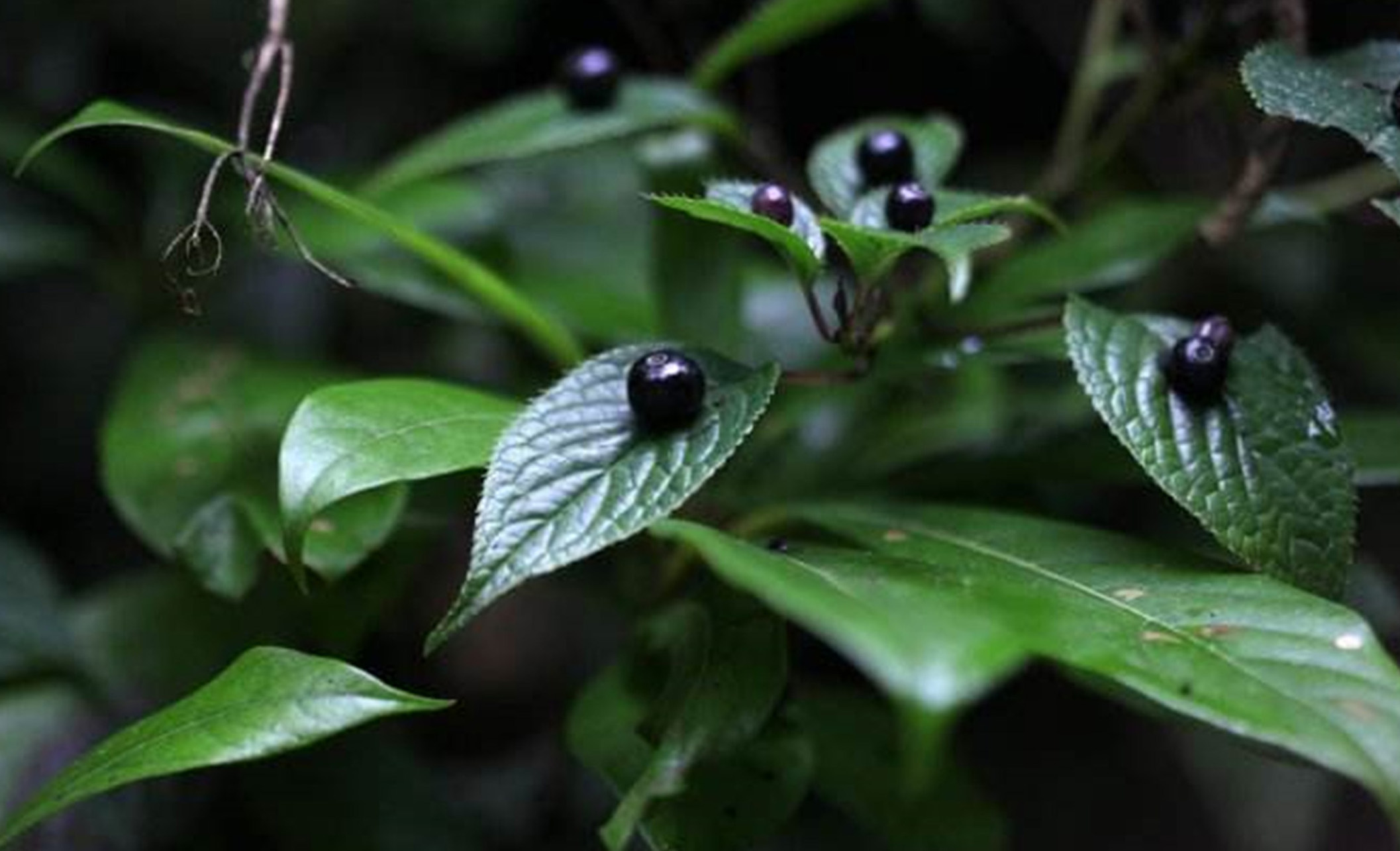  p>青荚叶(拉丁学名: i>helwingia japonica  /i>(thunb.) dietr.