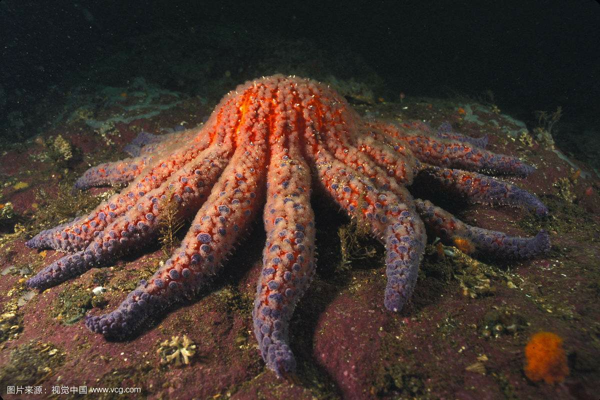 海盘车海星,别名