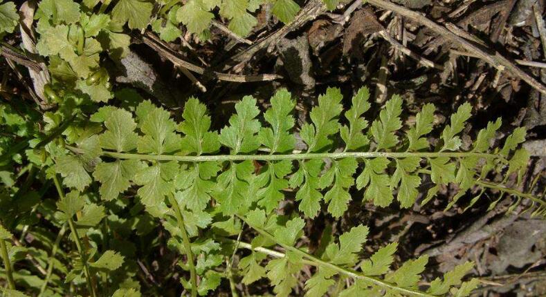  p>虎尾铁角蕨(学名: i>asplenium incisum /i> thunb.