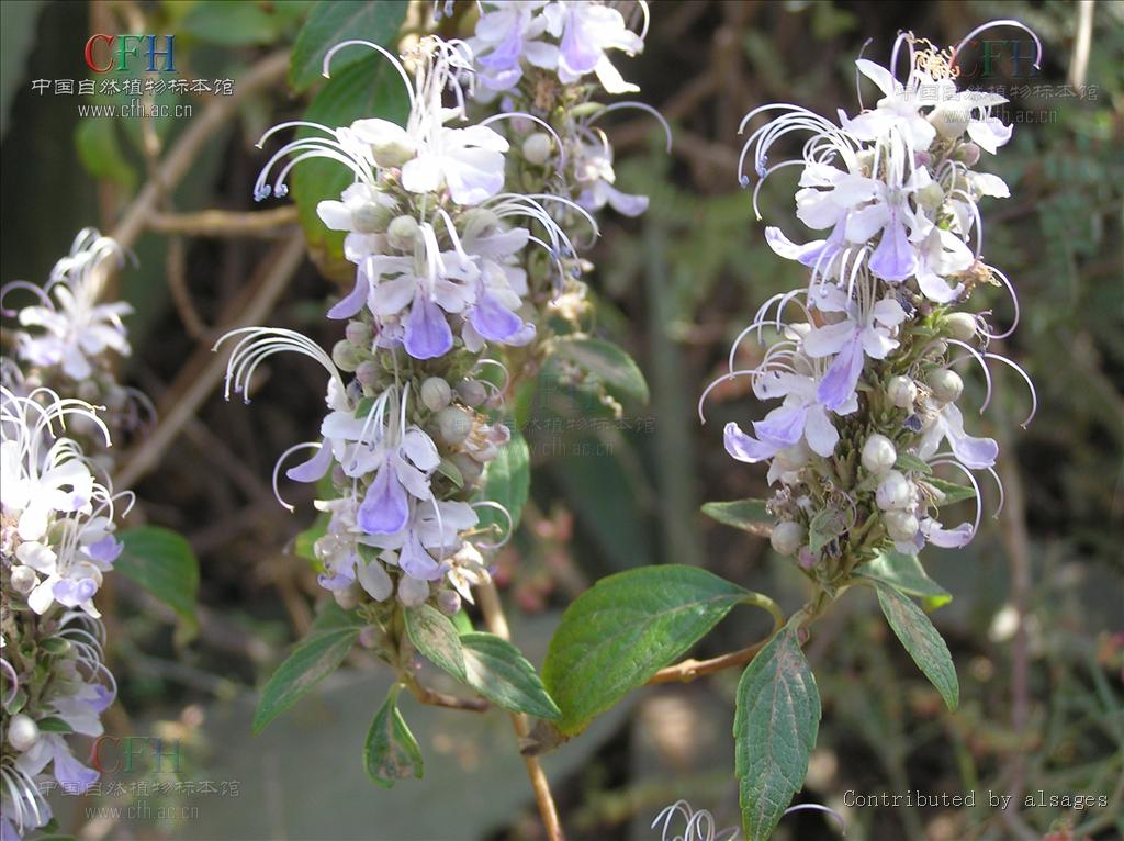  p>米团花属可能仅有 a href="#" data-lemmai