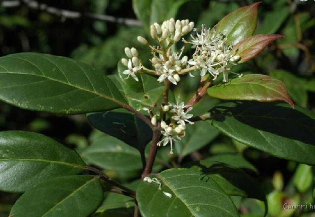  p>红椋子(学名:swida hemsleyi(schneid. et wanger.