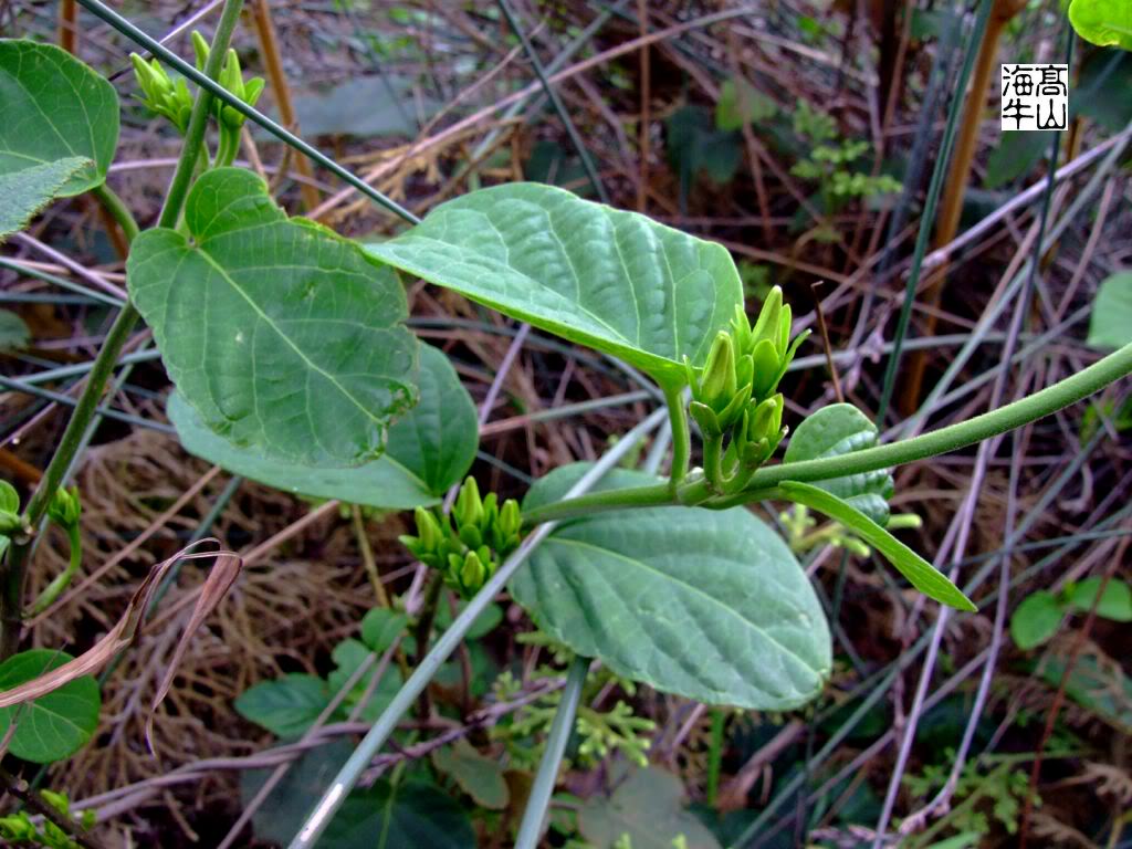  p>黑鳗藤(学名: i>stephanotis mucronata /i> (blanco) merr.