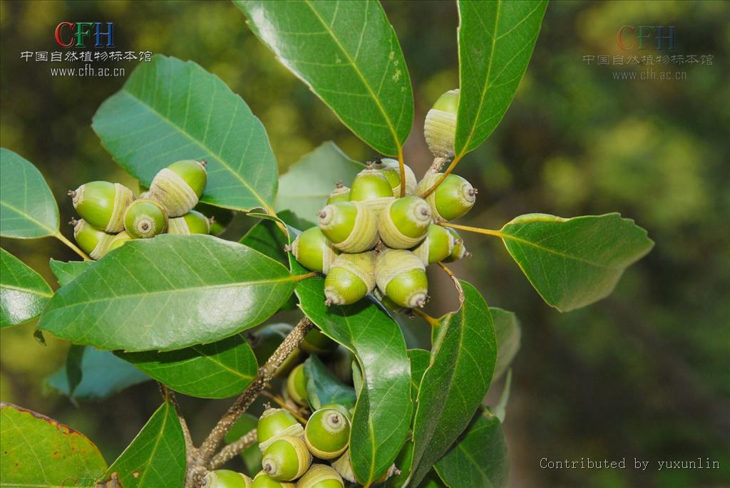  p>细叶青冈,(cyclobalanopsis myrsinaefolia (blume) oerst.).