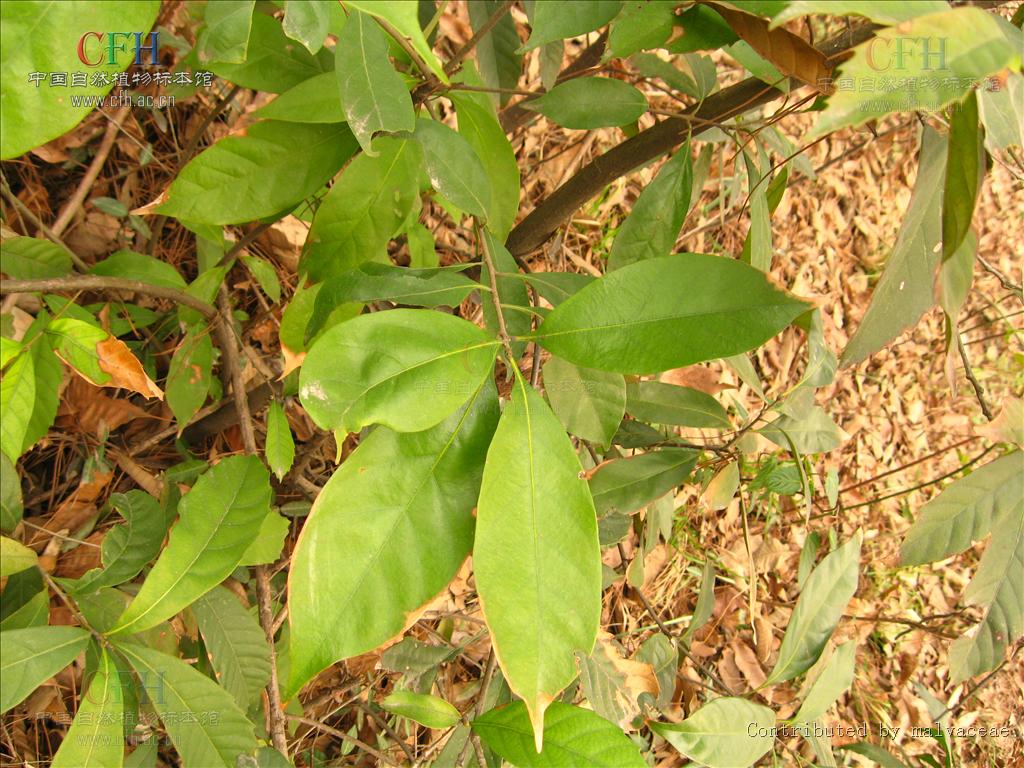  p>柯属(学名: i>lithocarpus /i>)是 a target="_blank" href="/item