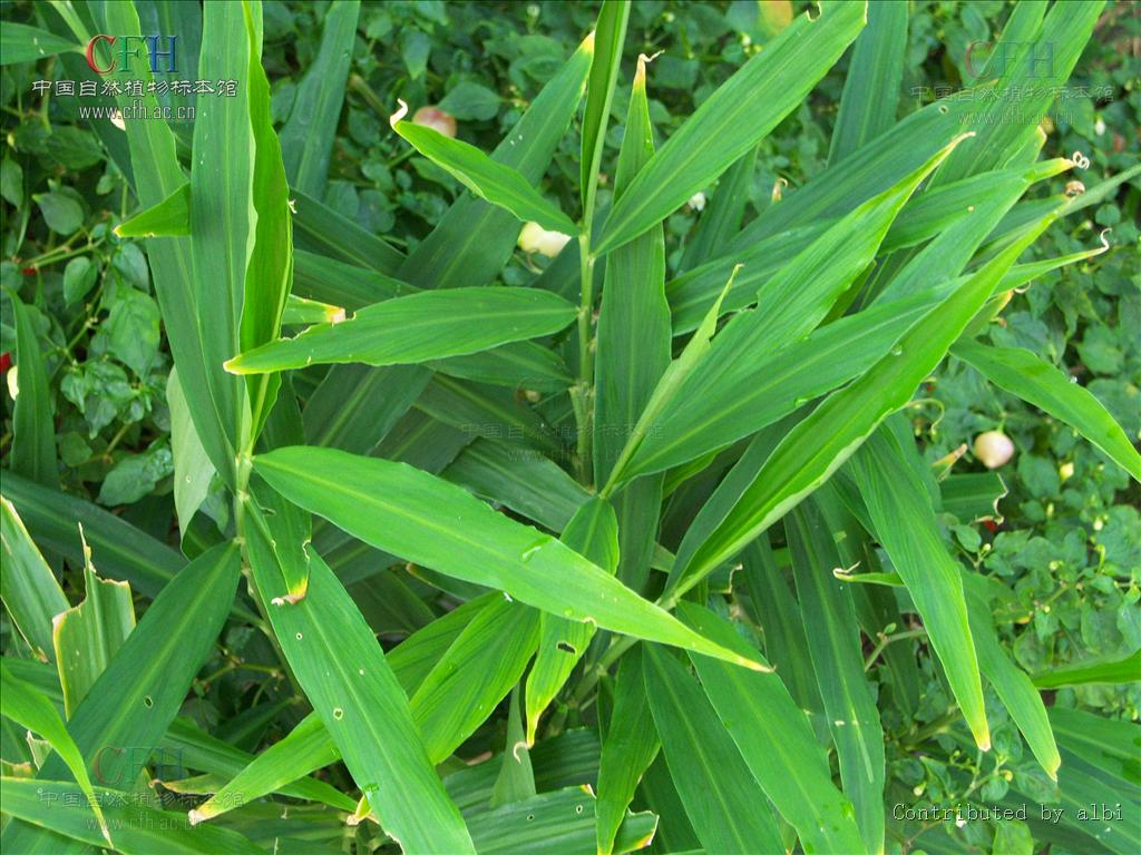  p>凹唇姜属,学名boesenbergia o. ktze, 姜科.