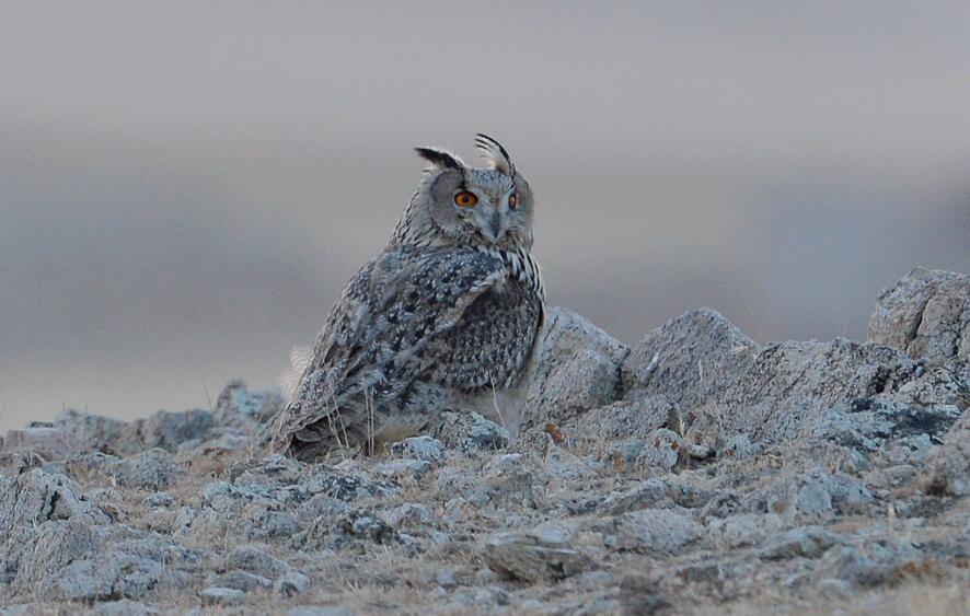  p>雕鸮伊比利亚半岛亚种(学名: i>bubo bubo hispanus /i>)是 a