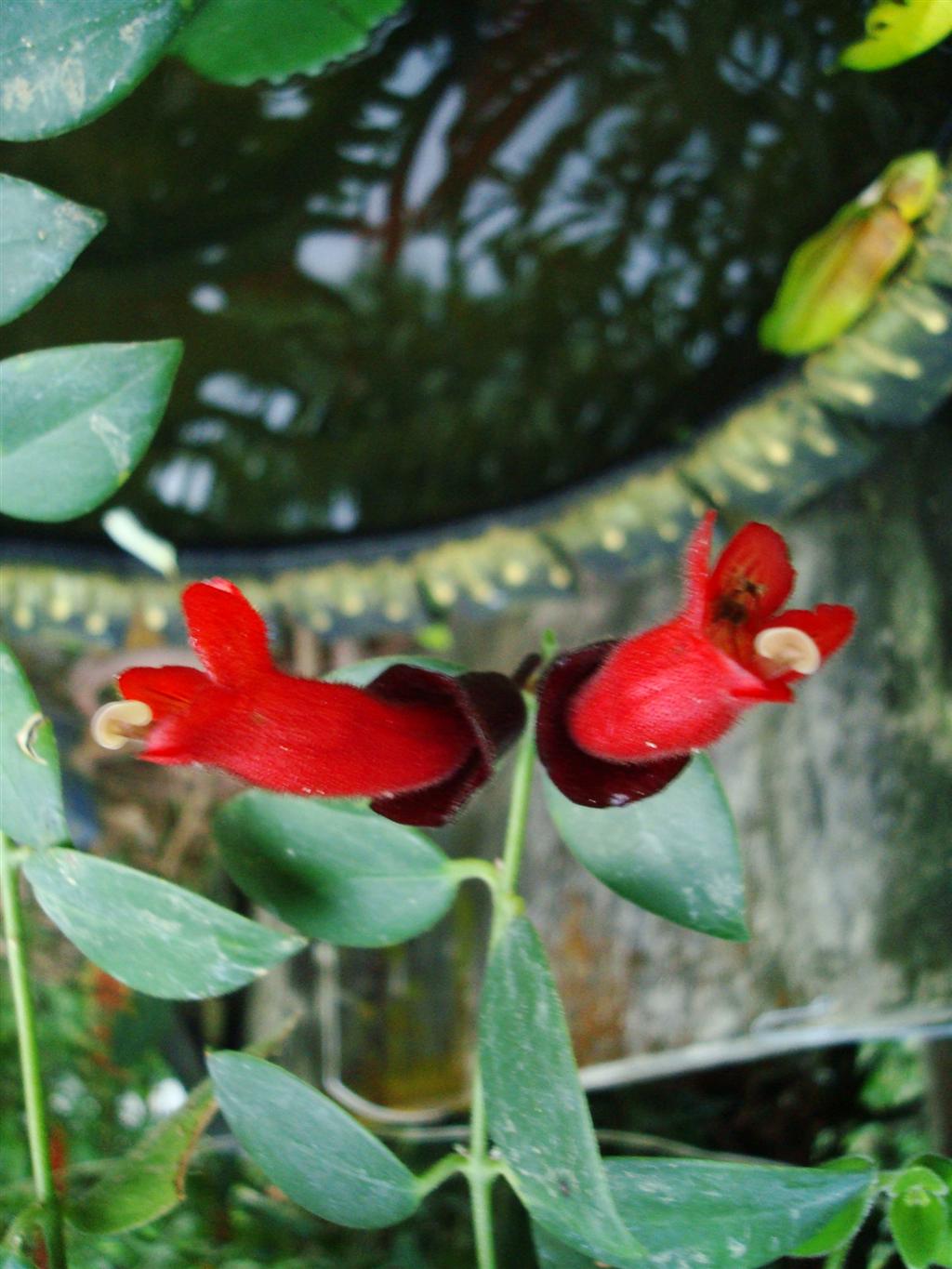  p>口红花(学名: i> a href="#">aeschynanthus pulcher /a> /i> a