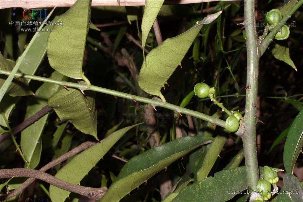  p>木质 a href="#">藤本 /a>,幼时为 a href="#">灌木 /a>状;茎枝着