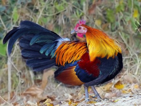  p>原鸡海南亚种(学名: i>gallus gallus jabouillei /i>)是 a target