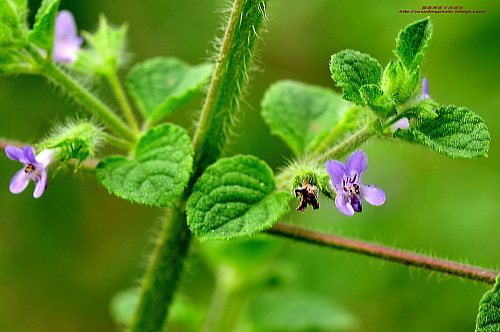 为罂粟科紫堇属植物高山紫堇 i>corydalis  esquirolii  /i>  levl.