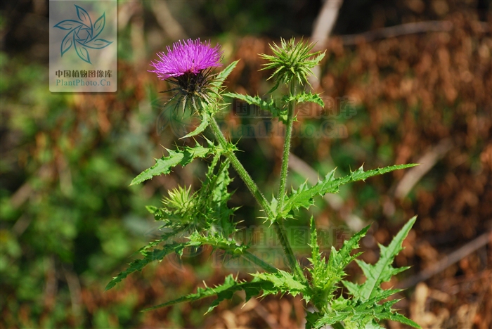  p>刺苞蓟(学名:cirsium henryi (franch.