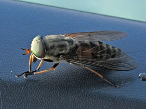  p>牛虻, a href="#" data-lemmaid="1505489">虻 /a>的俗称,状似蝇而