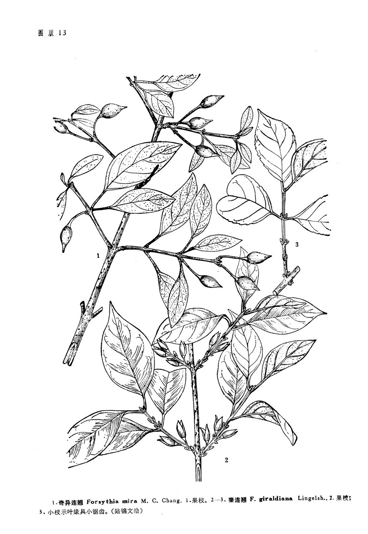  p>奇异连翘是木犀科连翘属的一种落叶灌木或木质藤本,高1.2-3米.