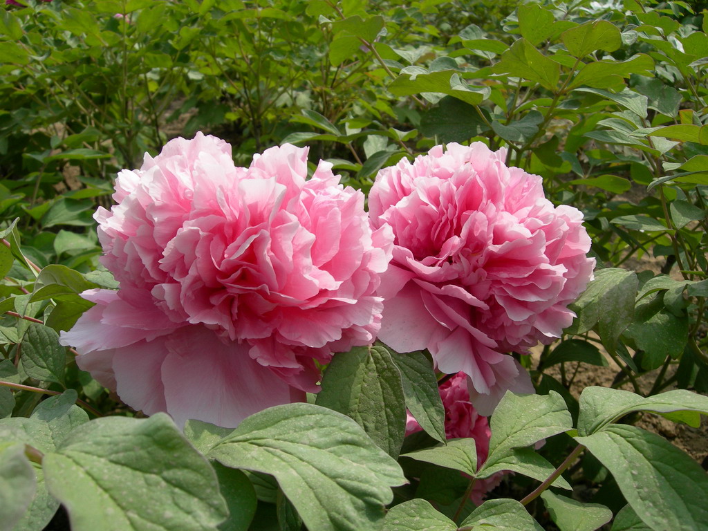  p>银红映玉是 a target="_blank" href="/item/牡丹/6080" data