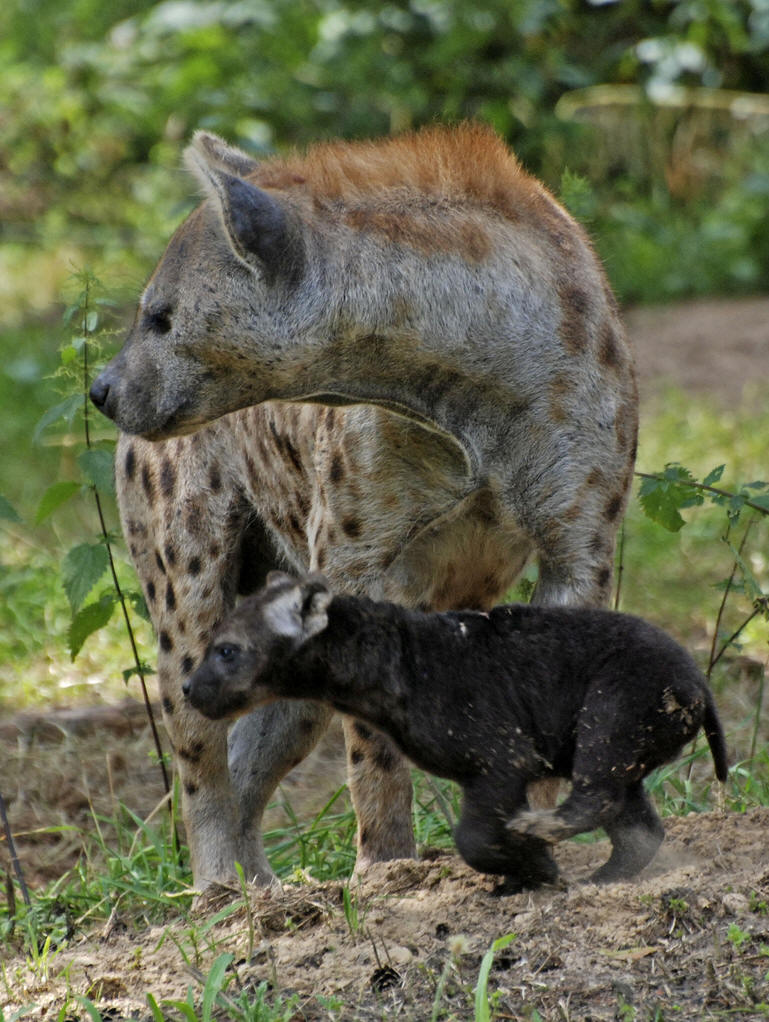 data-lemmaid="4833962">棕鬣狗 /a>(brown hyena), a target="_blank