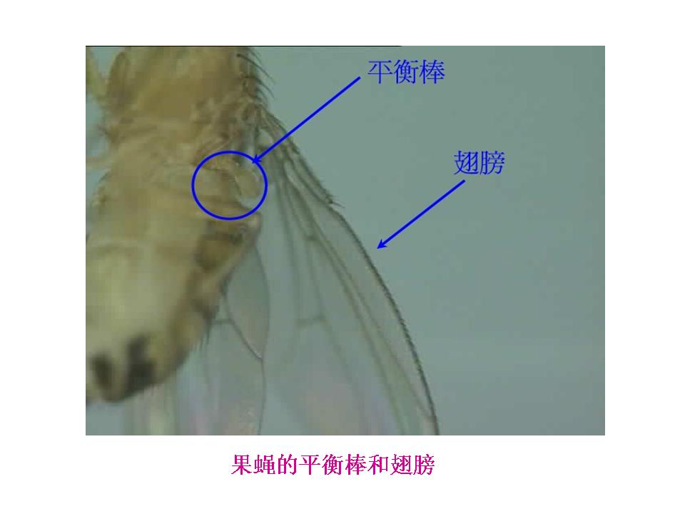  p>平衡棒(英语:haltere(s))只存在于 a target