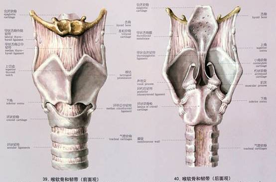  p>喉软骨,在 a href="#" data-lemmaid="12729516">甲状 /a> a href=