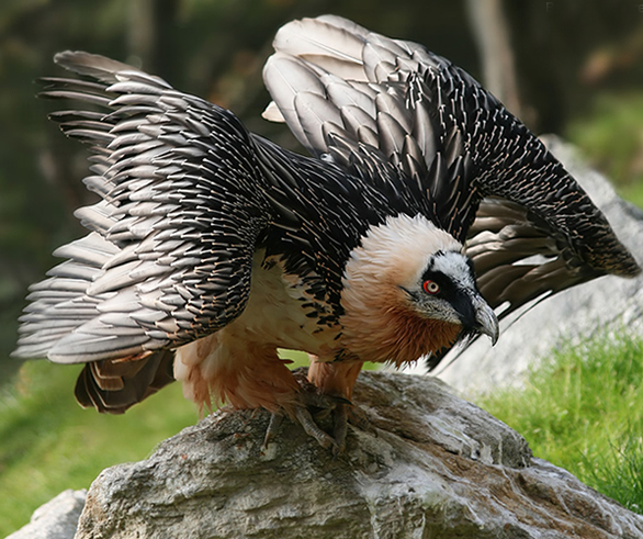 barbatus /i>):也名 a target="_blank" href="/item/胡秃鹫/2300513"