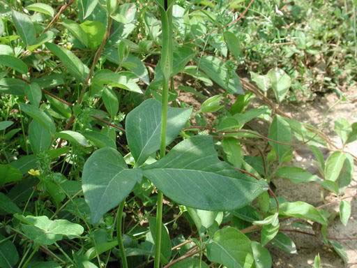  p>半夏属  i>pinellia /i> tenore,是 a data-lemmaid="6721720">