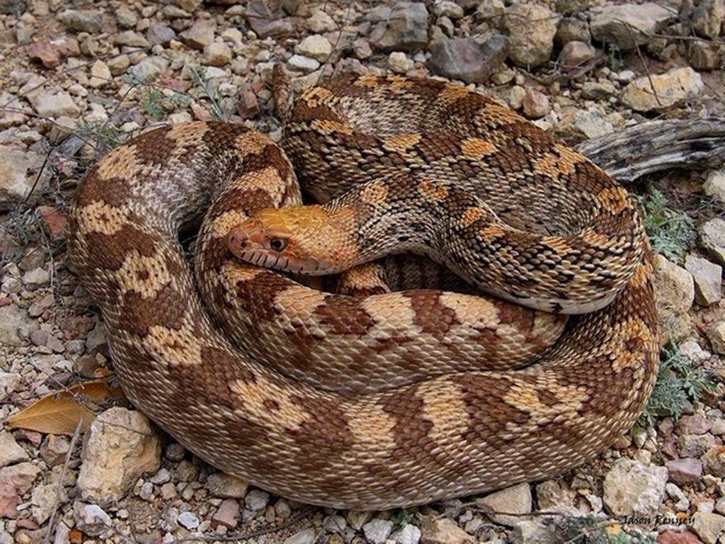  p>游蛇科 (colubridae)动物, a href="#" data-lemmaid="8074290">学